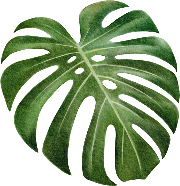 Monstera Leaf Illustration